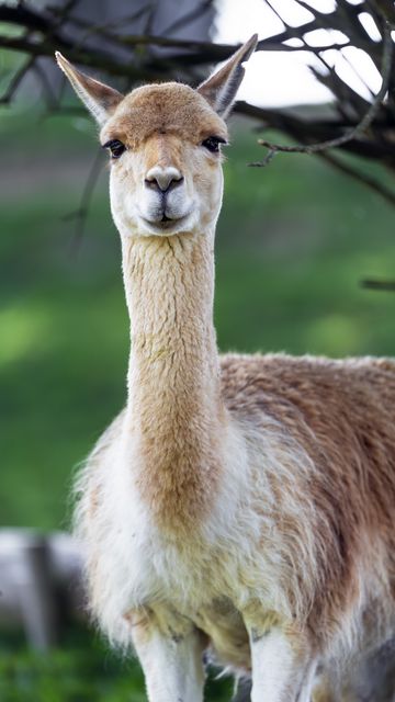 360x640 Wallpaper lama, cute, glance, animal, fur
