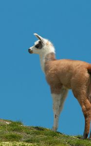 Preview wallpaper lama, grass, walking, hill