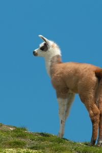 Preview wallpaper lama, grass, walking, hill