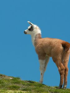 Preview wallpaper lama, grass, walking, hill