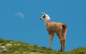 Preview wallpaper lama, grass, walking, hill