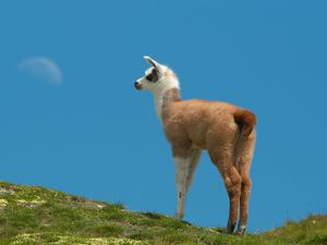 Preview wallpaper lama, grass, walking, hill