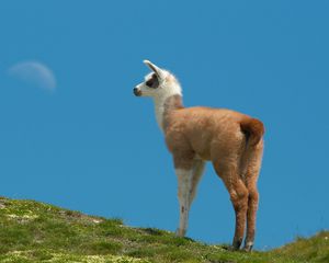 Preview wallpaper lama, grass, walking, hill