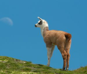 Preview wallpaper lama, grass, walking, hill