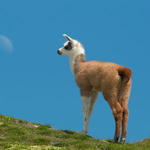 Preview wallpaper lama, grass, walking, hill