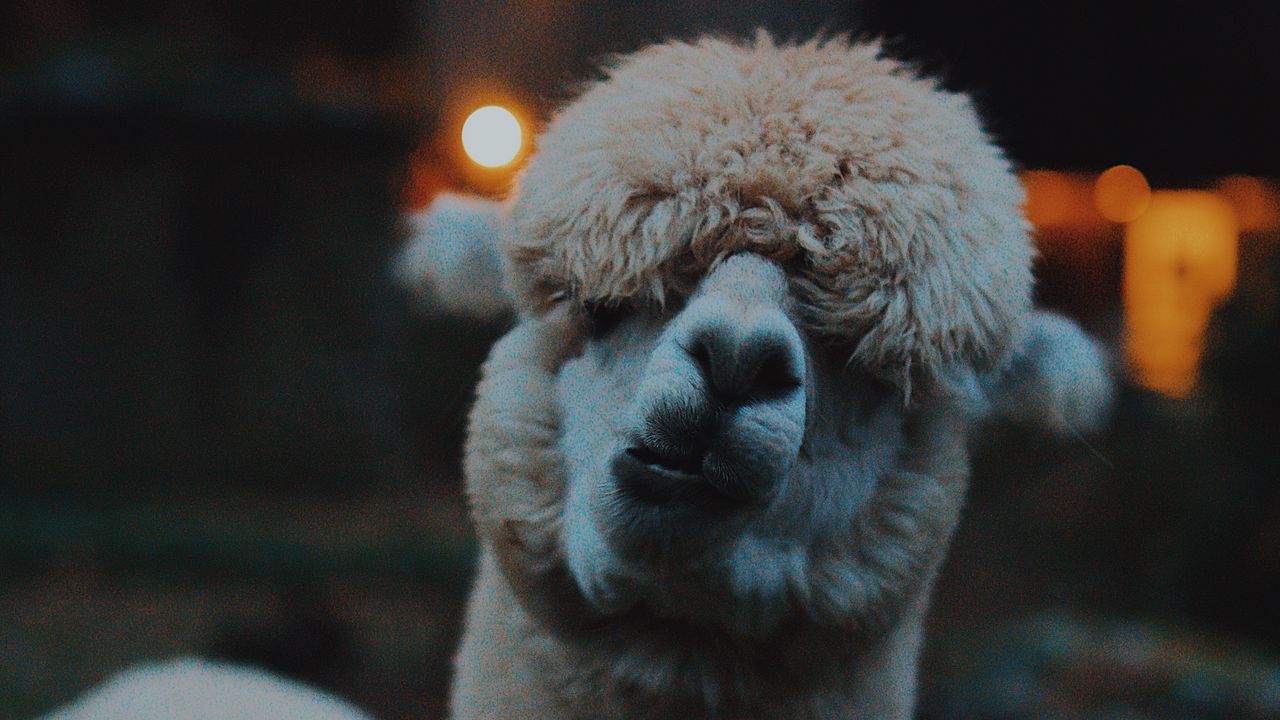 Wallpaper lama, llama, funny, camel, emotions