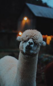 Preview wallpaper lama, llama, funny, camel, emotions