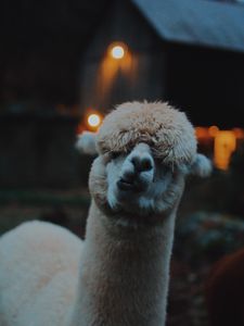 Preview wallpaper lama, llama, funny, camel, emotions