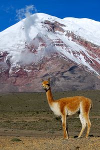 Preview wallpaper lama, mountain, grass, stand, top