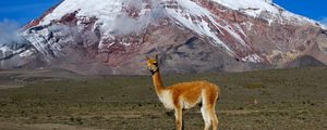 Preview wallpaper lama, mountain, grass, stand, top