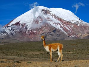 Preview wallpaper lama, mountain, grass, stand, top