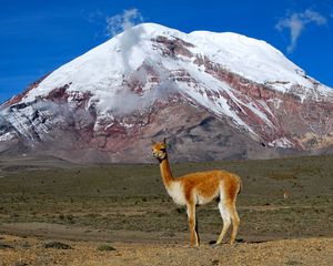 Preview wallpaper lama, mountain, grass, stand, top