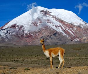 Preview wallpaper lama, mountain, grass, stand, top