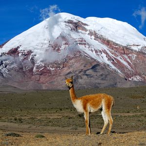 Preview wallpaper lama, mountain, grass, stand, top