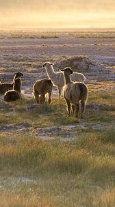 Preview wallpaper lama, sunset, walk, grass, sky