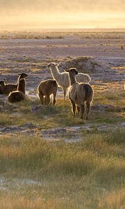 Preview wallpaper lama, sunset, walk, grass, sky