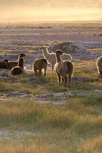 Preview wallpaper lama, sunset, walk, grass, sky