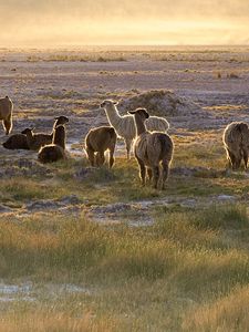 Preview wallpaper lama, sunset, walk, grass, sky