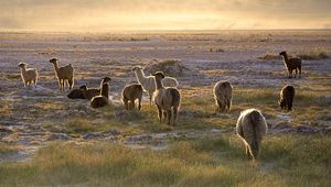 Preview wallpaper lama, sunset, walk, grass, sky