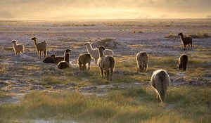 Preview wallpaper lama, sunset, walk, grass, sky