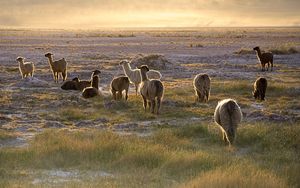 Preview wallpaper lama, sunset, walk, grass, sky