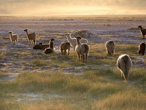 Preview wallpaper lama, sunset, walk, grass, sky