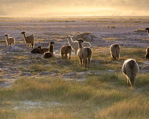 Preview wallpaper lama, sunset, walk, grass, sky