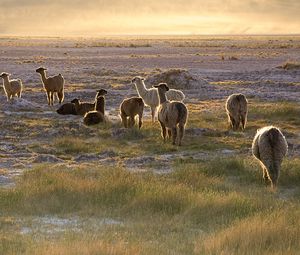 Preview wallpaper lama, sunset, walk, grass, sky