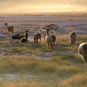 Preview wallpaper lama, sunset, walk, grass, sky