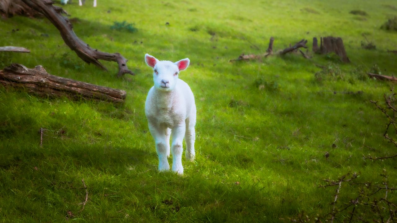 Wallpaper lamb, sheep, animal, grass, meadow, cute