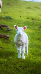 Preview wallpaper lamb, sheep, animal, grass, meadow, cute