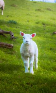 Preview wallpaper lamb, sheep, animal, grass, meadow, cute