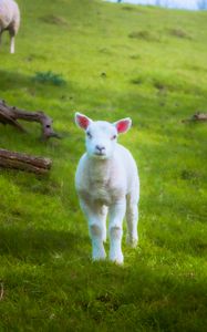 Preview wallpaper lamb, sheep, animal, grass, meadow, cute