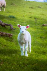 Preview wallpaper lamb, sheep, animal, grass, meadow, cute