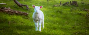 Preview wallpaper lamb, sheep, animal, grass, meadow, cute