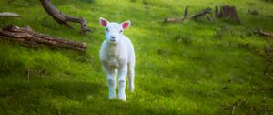 Preview wallpaper lamb, sheep, animal, grass, meadow, cute