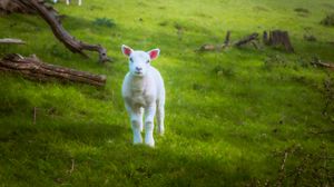 Preview wallpaper lamb, sheep, animal, grass, meadow, cute