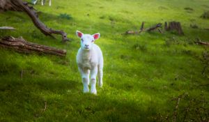 Preview wallpaper lamb, sheep, animal, grass, meadow, cute