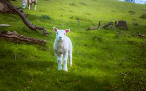 Preview wallpaper lamb, sheep, animal, grass, meadow, cute