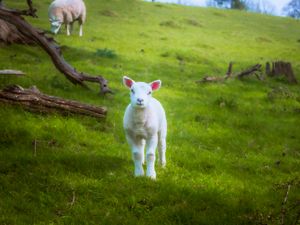 Preview wallpaper lamb, sheep, animal, grass, meadow, cute