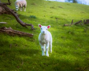 Preview wallpaper lamb, sheep, animal, grass, meadow, cute