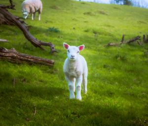 Preview wallpaper lamb, sheep, animal, grass, meadow, cute