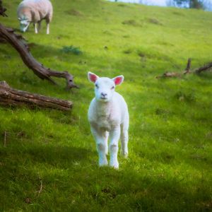 Preview wallpaper lamb, sheep, animal, grass, meadow, cute