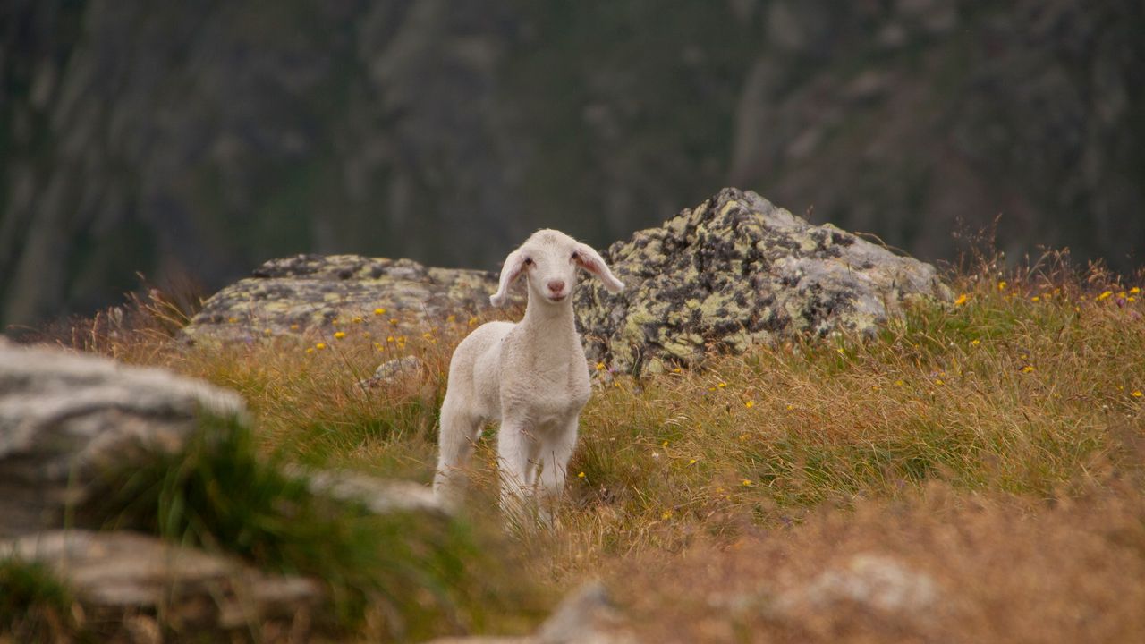 Wallpaper lamb, sheep, cub, mountains