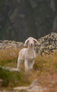 Preview wallpaper lamb, sheep, cub, mountains