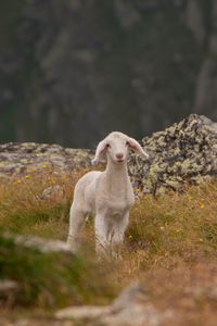 Preview wallpaper lamb, sheep, cub, mountains