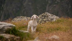 Preview wallpaper lamb, sheep, cub, mountains