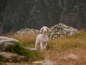 Preview wallpaper lamb, sheep, cub, mountains