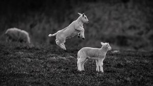 Preview wallpaper lambs, jump, bw, playful, animals