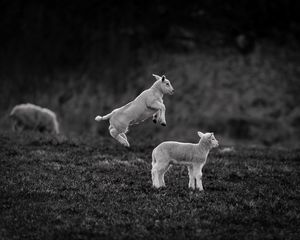 Preview wallpaper lambs, jump, bw, playful, animals
